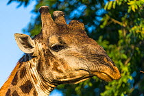 Reticulated Giraffe (Giraffa camelopardalis) close up of male feeding from tree, South Africa.