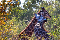 Reticulated giraffes (Giraffa camelopardalis) two males fighting in the bush, South Africa.