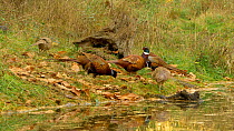 Group of Common pheasants (Phasianus colchicus) feeding by a pond, Carmarthenshire, Wales, UK, November.