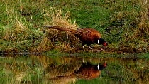 Male Common pheasant (Phasianus colchicus) feeding by a pond, Carmarthenshire, Wales, UK, December.
