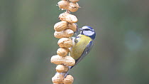 Blue tits (Cyanistes caeruleus) fighting over unshelled peanuts on a string, Carmarthenshire, Wales, UK, November.