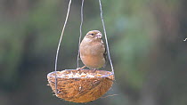 Female Chaffinch (Fringilla coelebs) feeding from a coconut shell filled with fat, Carmarthenshire, Wales, UK, November.