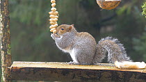 Grey squirrel (Sciurus carolinensis) feeding on unshelled stringed peanuts from a bird table, Carmarthenshire, Wales, UK, November.