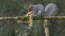 Grey squirrel (Sciurus carolinensis) trying to remove a string of peanuts from a bird table, Carmarthenshire, Wales, UK, November.
