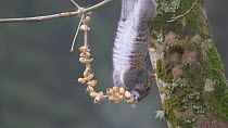 Grey squirrel (Sciurus carolinensis) hanging upside down whilst eating from a string of unshelled peanuts, Carmarthenshire, Wales, UK, November.