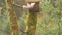 Grey squirrel (Sciurus carolinensis) entering a nestbox, Carmarthenshire, Wales, UK, November.
