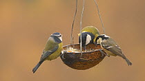 Great tit (Parus major), Blue tit (Cyanistes caeruleus) and Coal tit (Periparus ater) feeding from a coconut shell filled with fat, Carmarthenshire, Wales, UK, November.