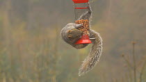 Grey squirrel (Sciurus carolinensis) feeding from a peanut feeder in the rain, Carmarthenshire, Wales, UK, December.
