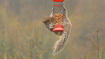 Grey squirrel (Sciurus carolinensis) feeding from a peanut feeder in the rain, Carmarthenshire, Wales, UK, December.