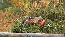 Great tits (Parus major), Blue tits (Cyanistes caeruleus) and Coal tits (Periparus ater) feeding from a fallen birdfeeder, Carmarthenshire, Wales, UK, December.