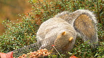 Grey squirrel (Sciurus carolinensis) feeding from a dislodged peanut feeder, Carmarthenshire, Wales, UK, December.