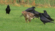 Common buzzard (Buteo buteo) feeding on scraps of meat, with Carrion crows (Corvus corone) and Eurasian magpies (Pica pica) in the background, Llanddeusant Red Kite Feeding Station, Carmarthenshire, W...
