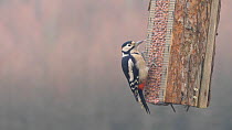 Male Great spotted woodpecker (Dendrocopos major) feeding from a peanut feeder, Carmarthenshire, Wales, UK, January.