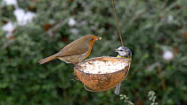 Robin (Erithacus rubecula) and Blue tit (Cyanistes caeruleus) competing to feed from a coconut shell filled with fat, Carmarthenshire, Wales, UK, January.