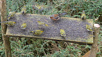 Small flock of Eurasian siskins (Carduelis spinus) and a Common chaffinch (Fringilla coelebs) feeding on niger seed at a bird table, Carmarthenshire, Wales, UK, January.
