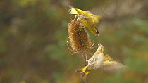 Pair of Eurasian siskins (Carduelis spinus) squabbling over seeds on a Common teasel (Dipsacus fullonum) seed head, Carmarthenshire, Wales, UK, January.