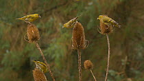 Small group of Eurasian siskins (Carduelis spinus) feeding from Common teasel (Dipsacus fullonum) seed heads, Carmarthenshire, Wales, UK, January.