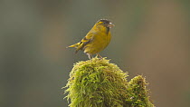 Male Eurasian siskin (Carduelis spinus) perched on a mossy stump, almost dislodged by another bird flying past, Carmarthenshire, Wales, UK, February.