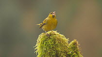 Male Eurasian siskin (Carduelis spinus) perched on a mossy stump, showing aggression to birds flying past, Carmarthenshire, Wales, UK, February.
