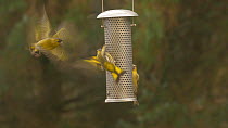 Eurasian siskins (Carduelis spinus) squabbling over niger seed at a feeder, Carmarthenshire, Wales, UK, February.