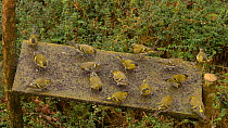Small flock of Eurasian siskins (Carduelis spinus) feeding and squabbling at a bird table, Carmarthenshire, Wales, UK, February.