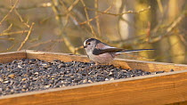 Long tailed tit (Aegithalos caudatus) taking a sunflower seed from a bird table before flying away, Norfolk, England, UK, February.