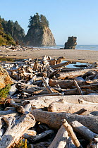 Beach at Mosquito Creek, Olympic National Park, Washington, USA. August 2015.