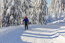 Cross country skier, Amabilis Mountain, Mount Baker-Snoqualmie National Forest, Washington, USA. December 2015. Model Released.