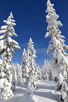 Snow covered trees, Amabilis Mountain, Mount Baker-Snoqualmie National Forest, Washington, USA. December 2015.