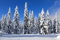 Snow covered trees, Amabilis Mountain, Mount Baker-Snoqualmie National Forest, Washington, USA. December 2015.