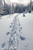 Cross country ski tracks on Amabilis Mountain, Mount Baker-Snoqualmie National Forest, Washington, USA. December