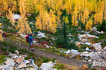 Hiker descending Cutthroat Pass, North Cascades Scenic Highway Area of Okanogan National Forest, Washington, USA.October 2015. Model Released.