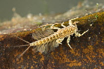 Hacklegill mayfy nymph (Potamanthus luteus), Europe, July.  Controlled conditions.