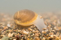 Solid orb mussel (Sphaerium solidum) burrowing into the sand, Europe, July. Controlled conditions.