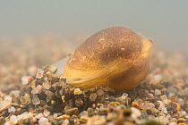 Solid orb mussel (Sphaerium solidum) burrowing into the sand, Europe, July. Controlled conditions.