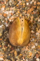 Solid orb mussel (Sphaerium solidum), Europe, July.  Controlled conditions.