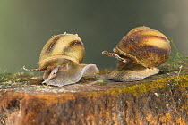 River snails (Viviparus contectus), Europe, July.  Controlled conditions.