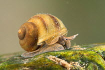 River snail (Viviparus contectus), Europe, July.  Controlled conditions.