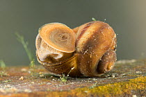 River snail (Viviparus contectus) closing shell opening with operculum, Europe, July.  Controlled conditions.
