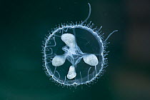 Freshwater jellyfish (Craspedacusta sowerbyi), Europe, August.  Controlled conditions.