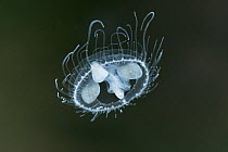Freshwater jellyfish (Craspedacusta sowerbyi), Europe, August.  Controlled conditions.