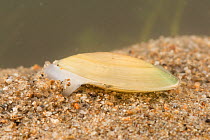 Swan mussel (Anodonta cygnea) burrowing into the sand, Europe, August.  Controlled conditions.