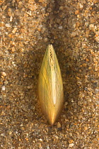 Swan mussel (Anodonta cygnea) burrowing into the sand, Europe, August.  Controlled conditions.
