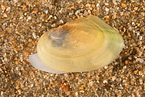 Swan mussel (Anodonta cygnea), Europe, August.  Controlled conditions.