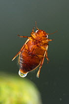 Diving beetle (Platambus maculatus), Europe, August.  Controlled conditions.