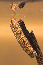 Silver sedge caddisfly larva (Odontocerum albicorne) at surface, Europe, May.  Controlled conditions.