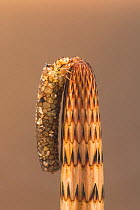 Silver sedge caddisfly larva (Odontocerum albicorne) on Horsetail (Equisetum sp) Europe, May.  Controlled conditions.
