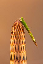 Case-building caddisfly larva (Triaenodes bicolor) on Horsetail (Equisetum sp), Europe, May.  Controlled conditions.