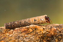 Case-building caddisfly larva (Trichoptera), Europe, May.  Controlled conditions.