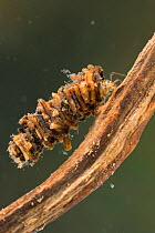 Case-building caddisfly larva (Trichoptera), Europe, June.  Controlled conditions.